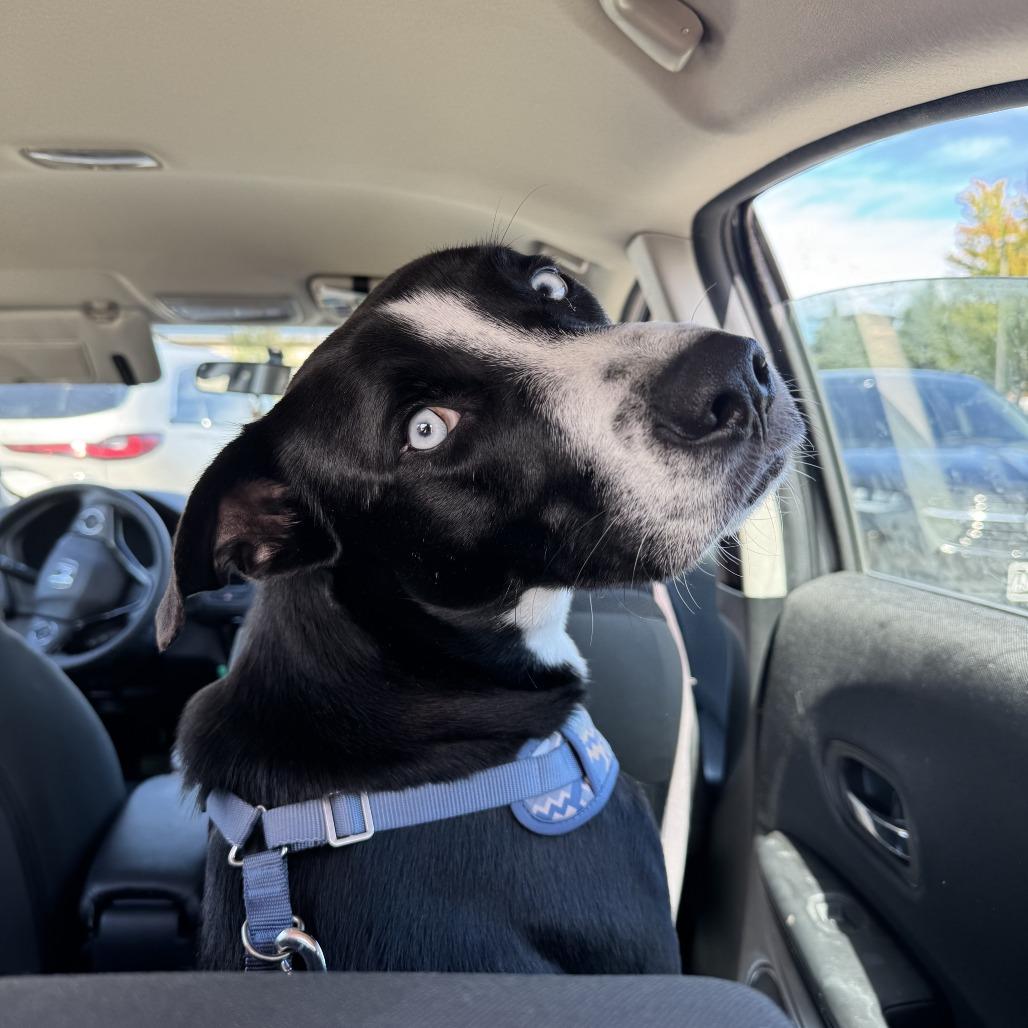 Bolt