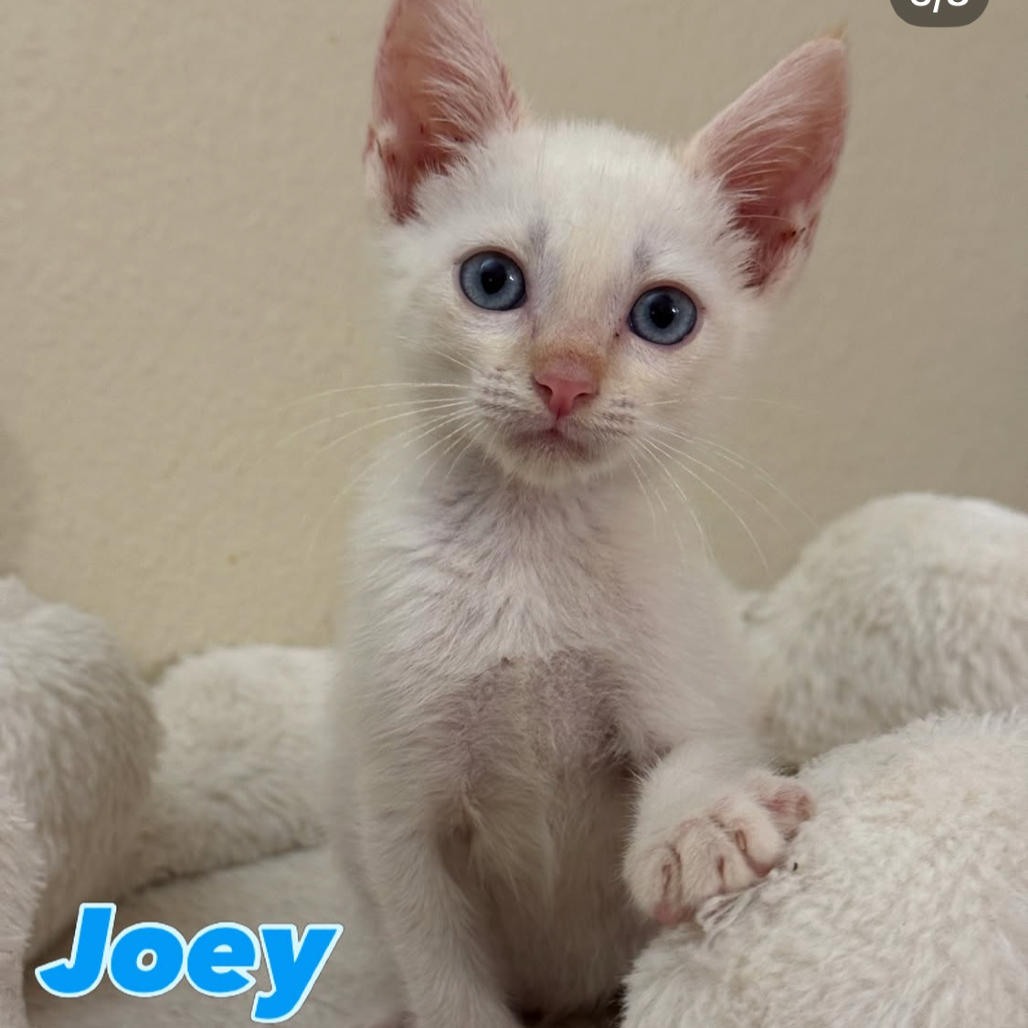 Joey (home adoption)