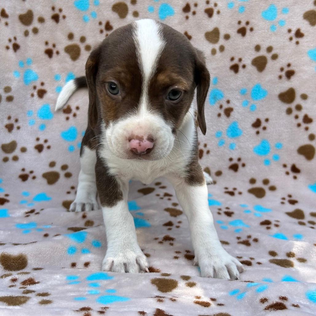 Pup 5
