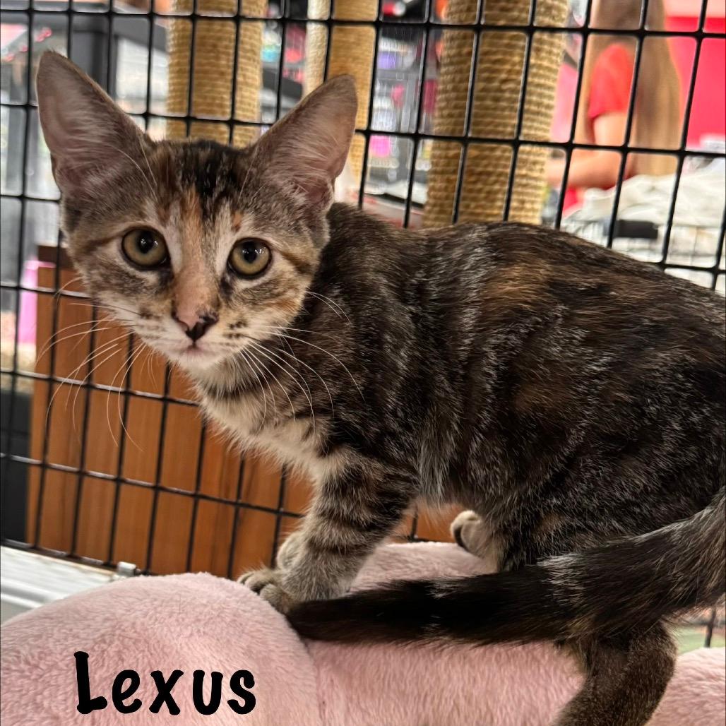 Lexus