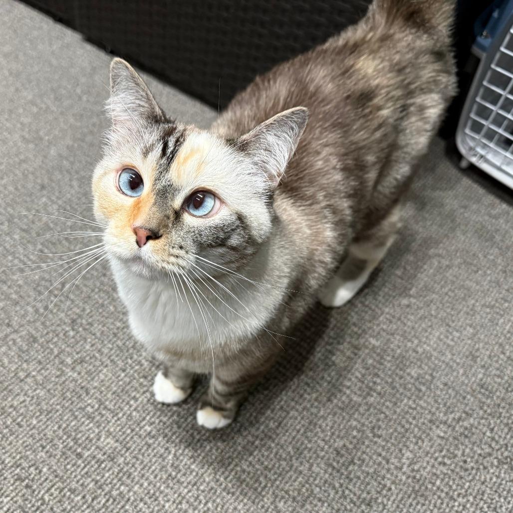 Basil
