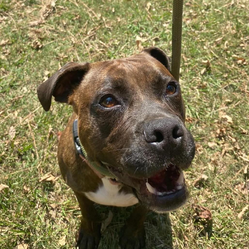 Barley (Adoption Fee-SPONSORED!)