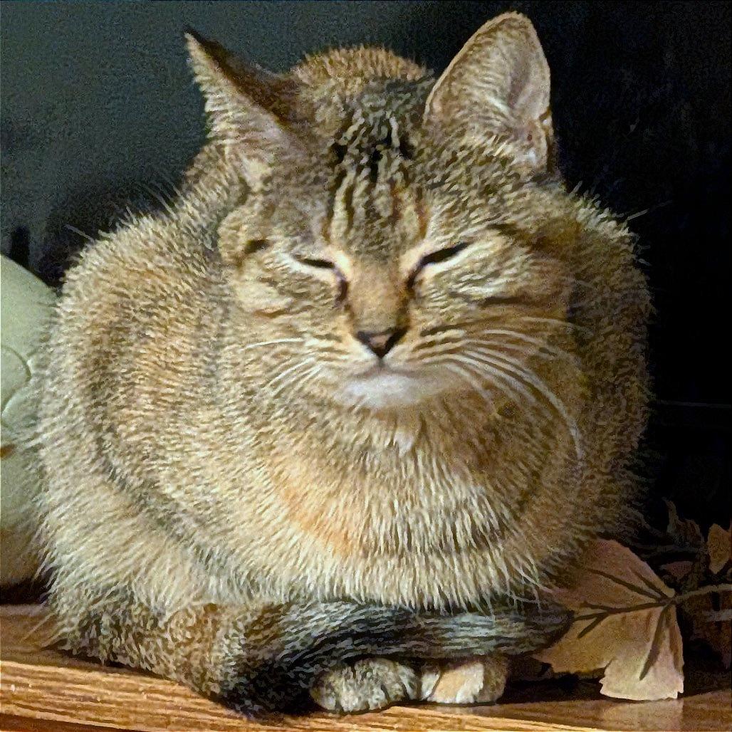 Stella