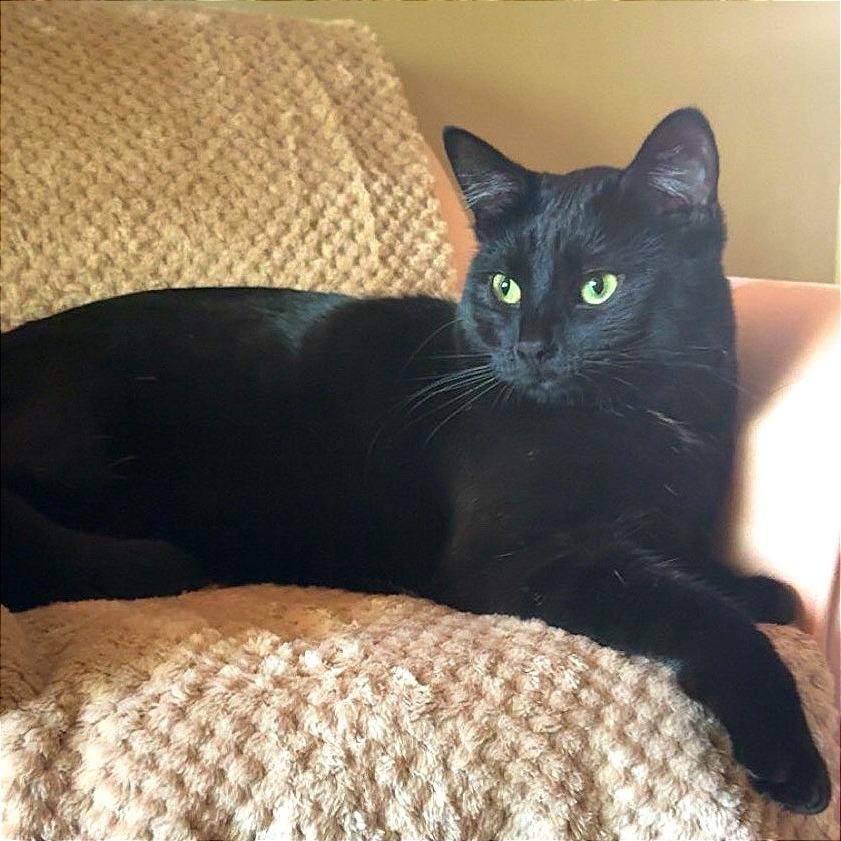 Cleo (Holly)