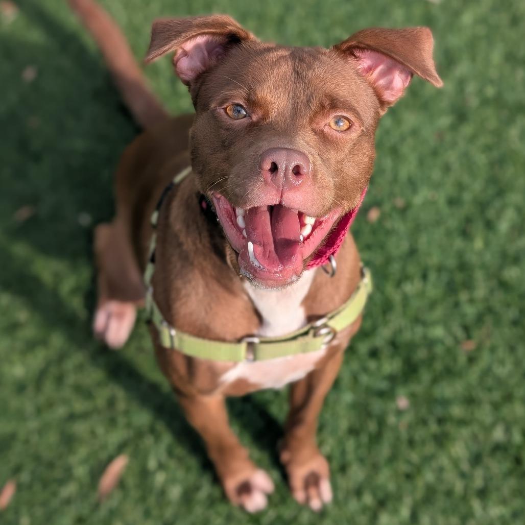 Nala 25-475
