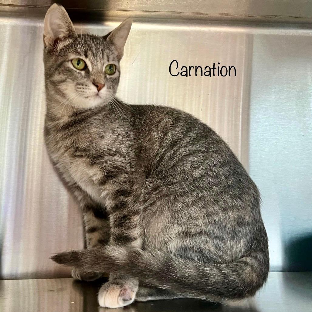 Carnation
