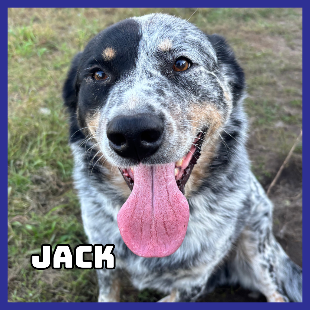 Jack