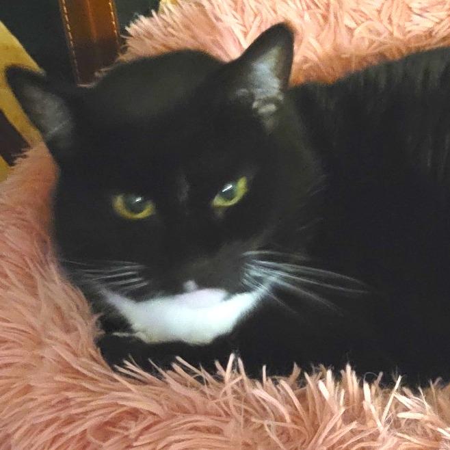 Lila
