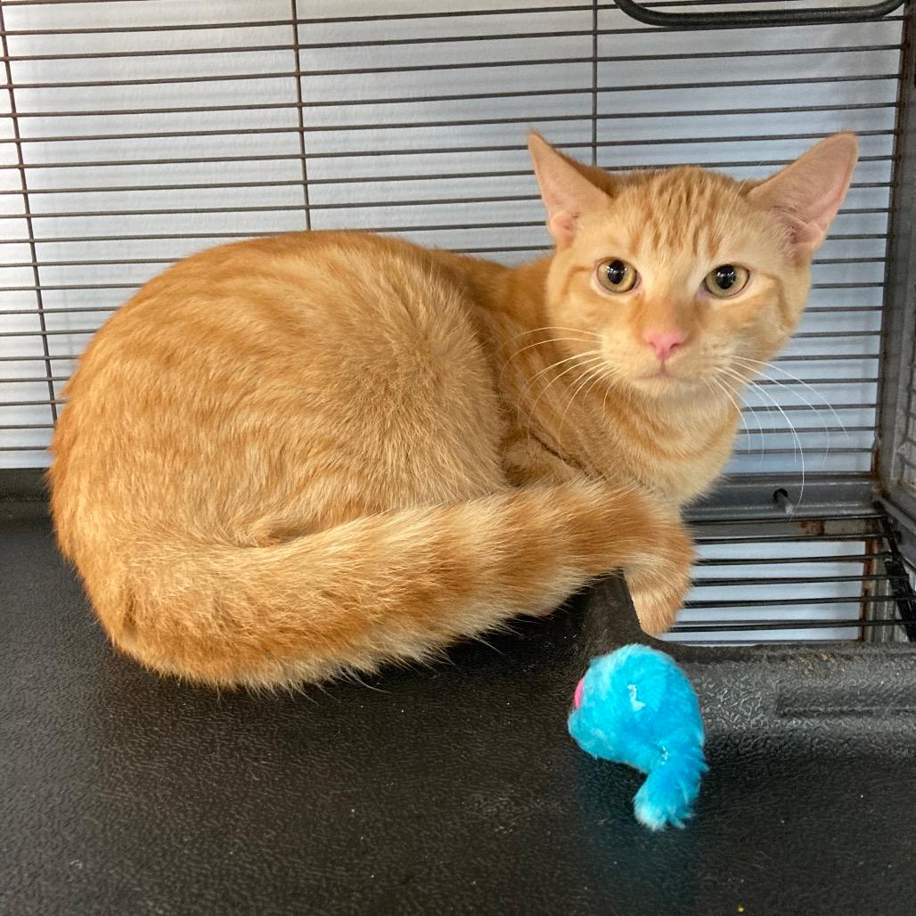 Kumquat and Marmalade