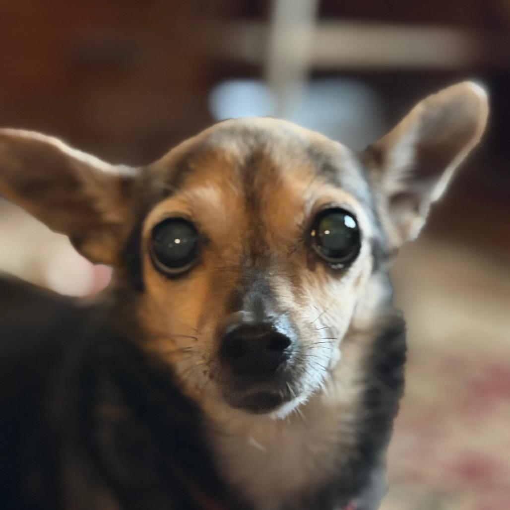 Lilly