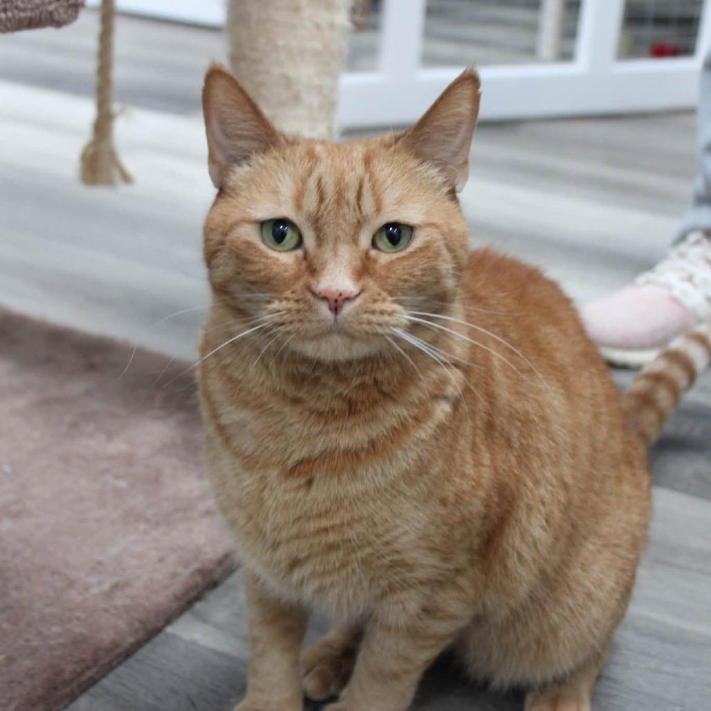 Cinnamon 
