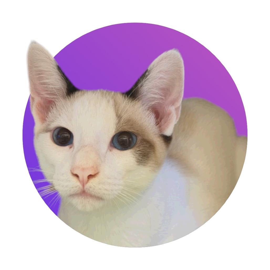 Miso