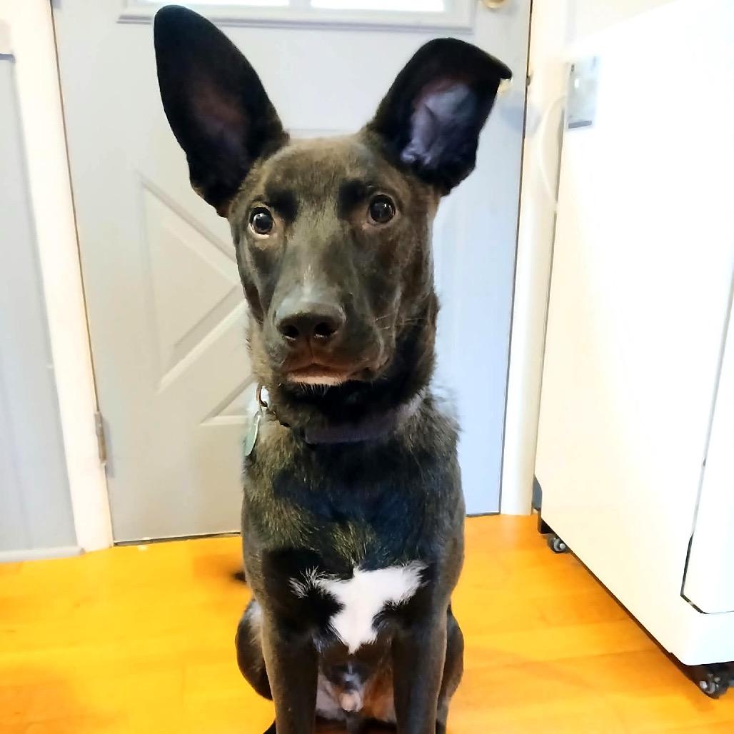 Ryder