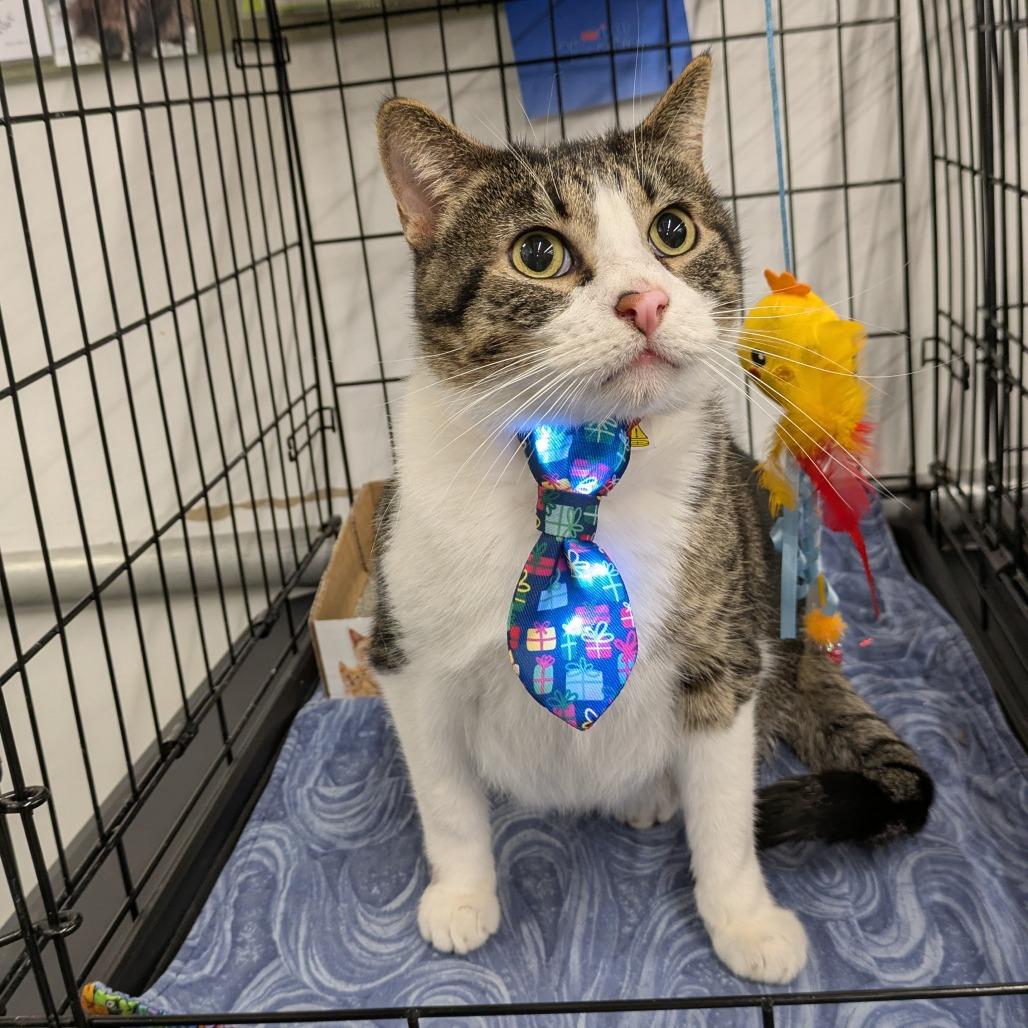 Mr Cat