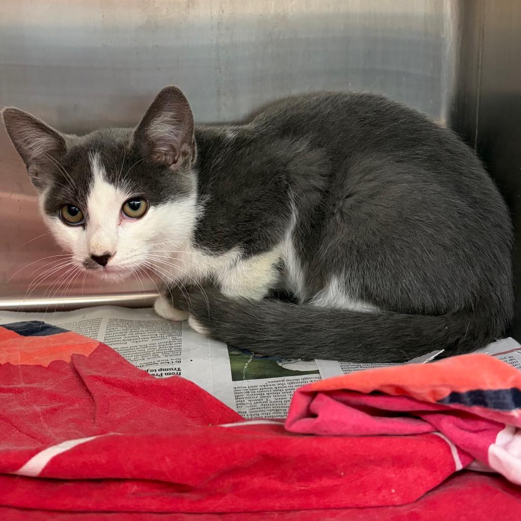 Raj