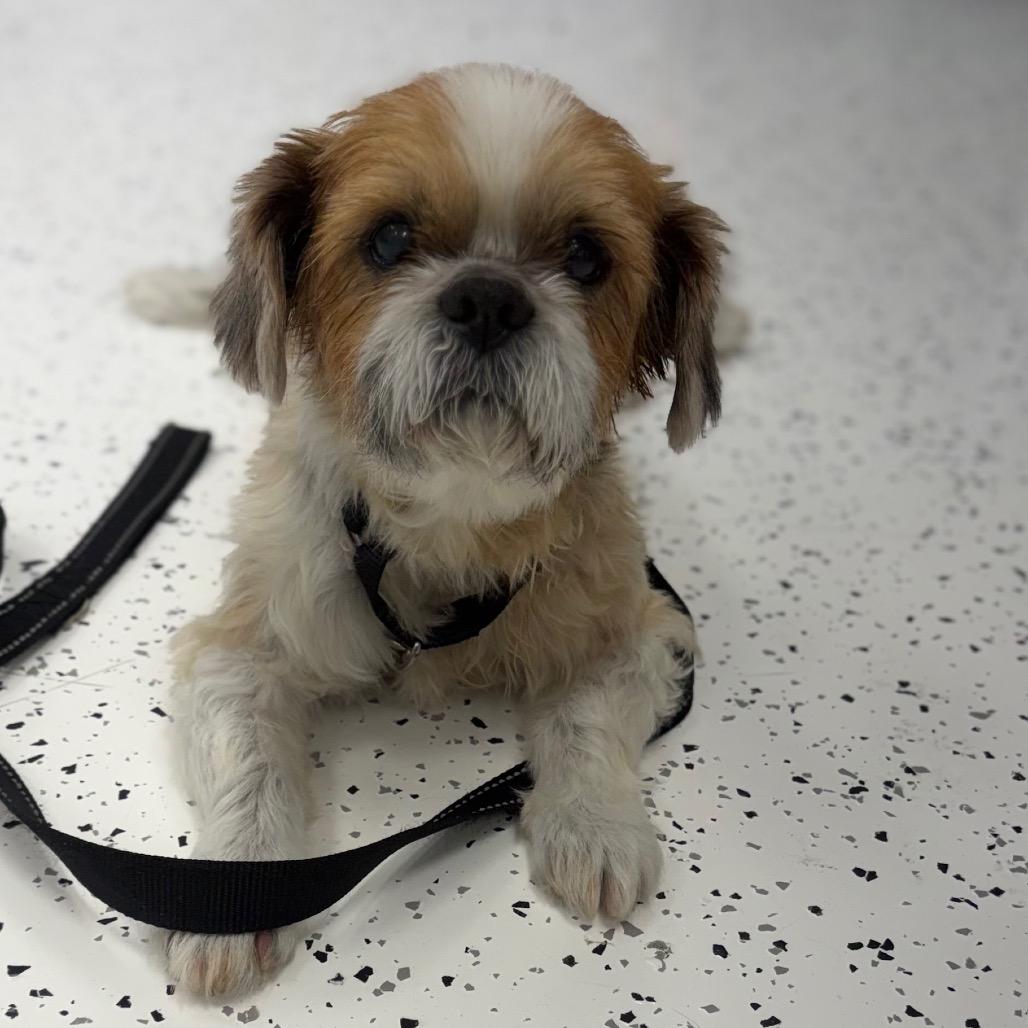 Benji