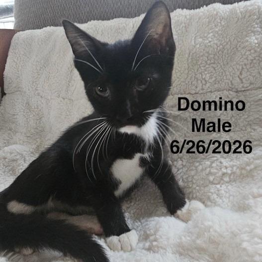 Domino
