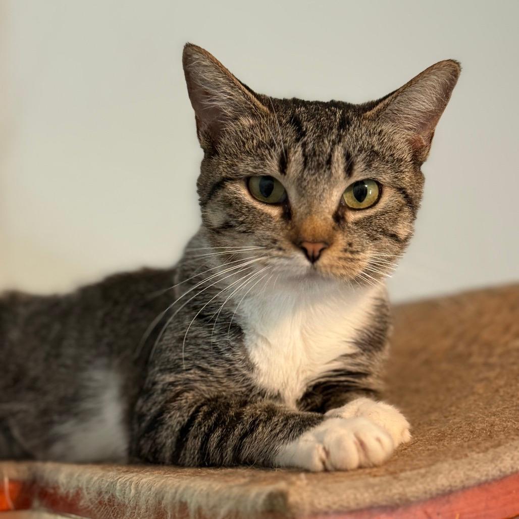 Nova