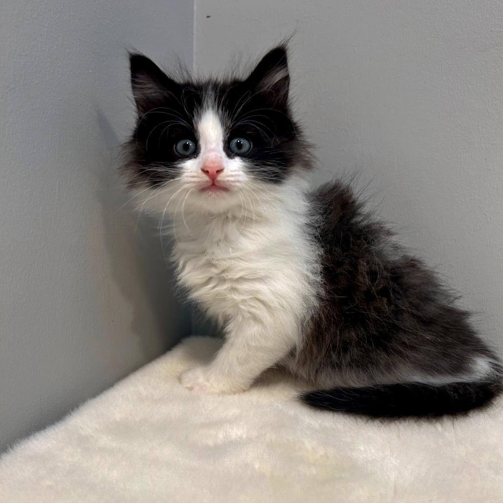 Oreo