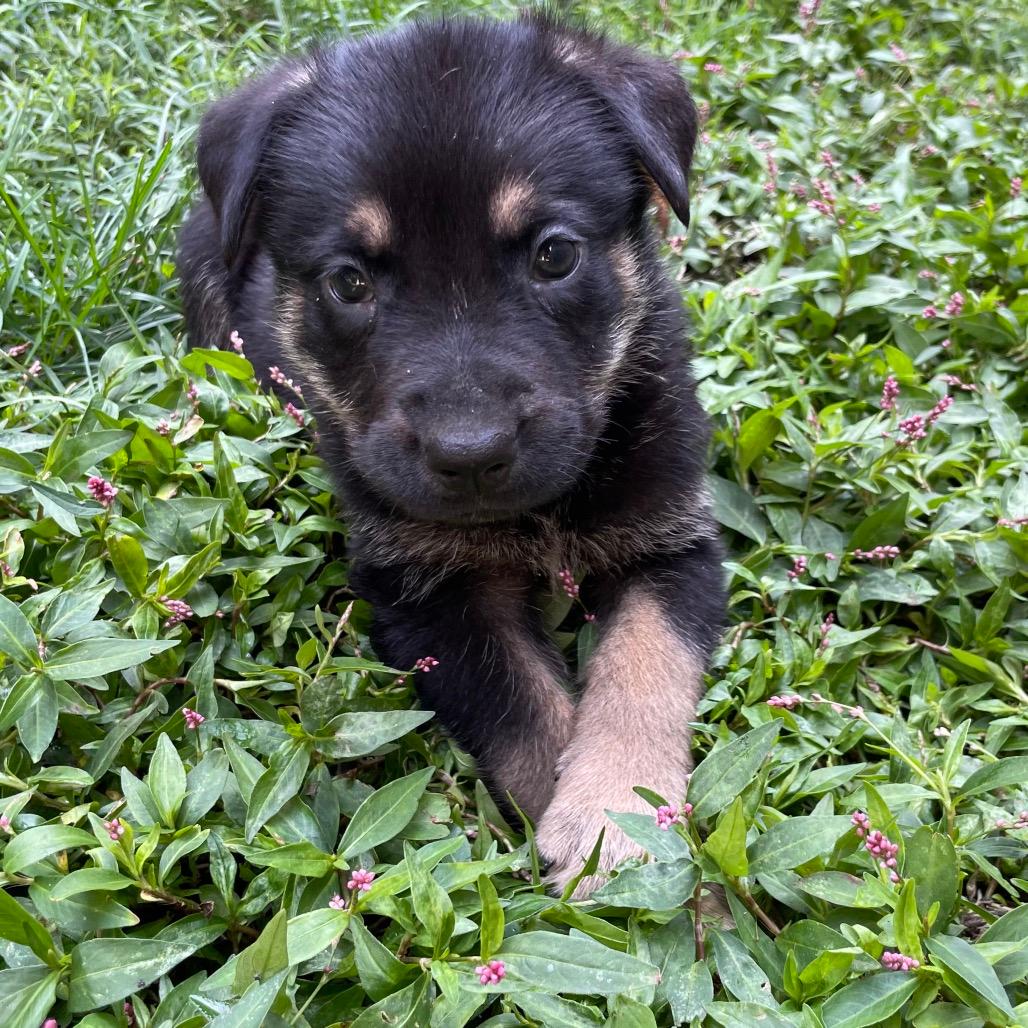 Stanley