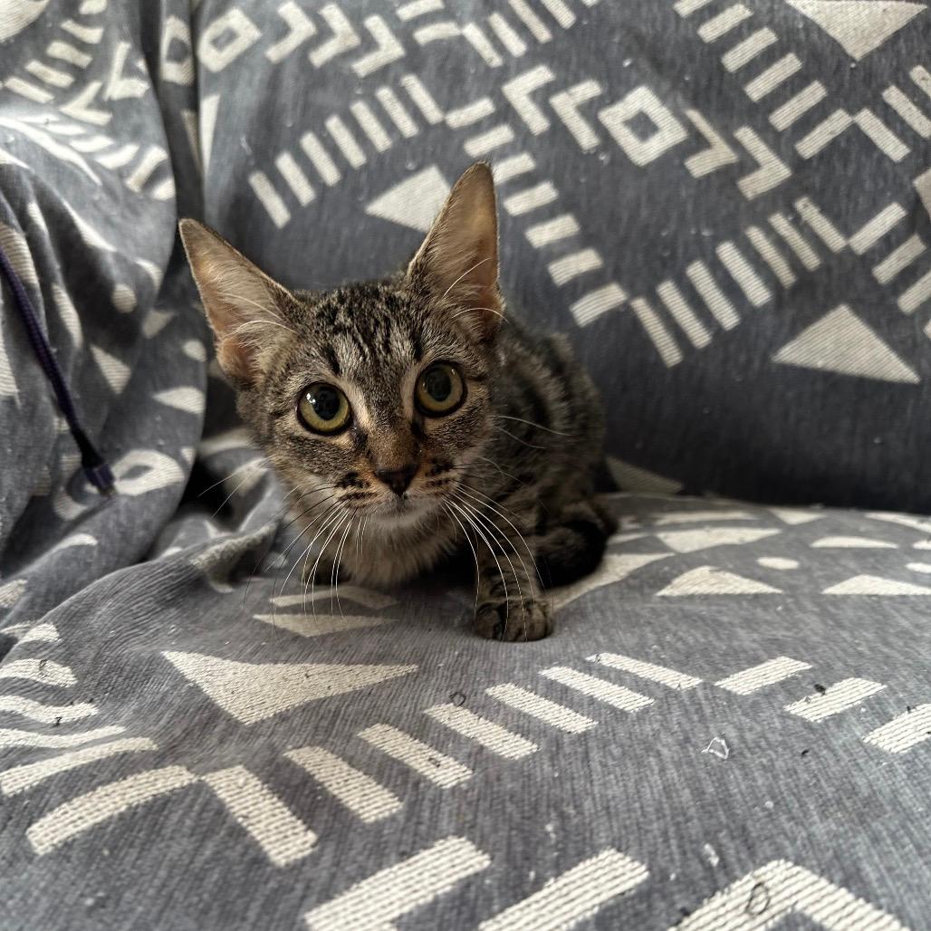 BellaTrix 