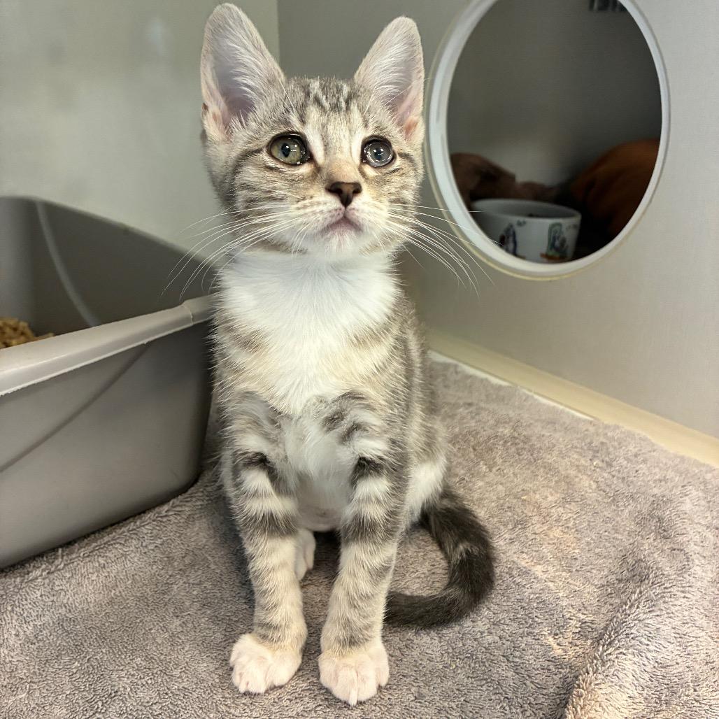 Rainbow Kitten Surprise