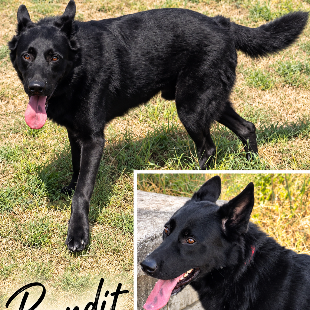 Banditt *
