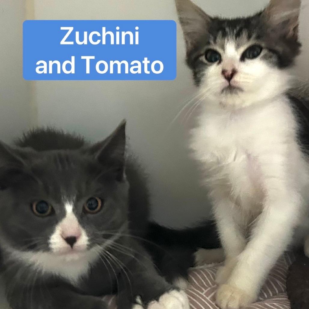 Zucchini