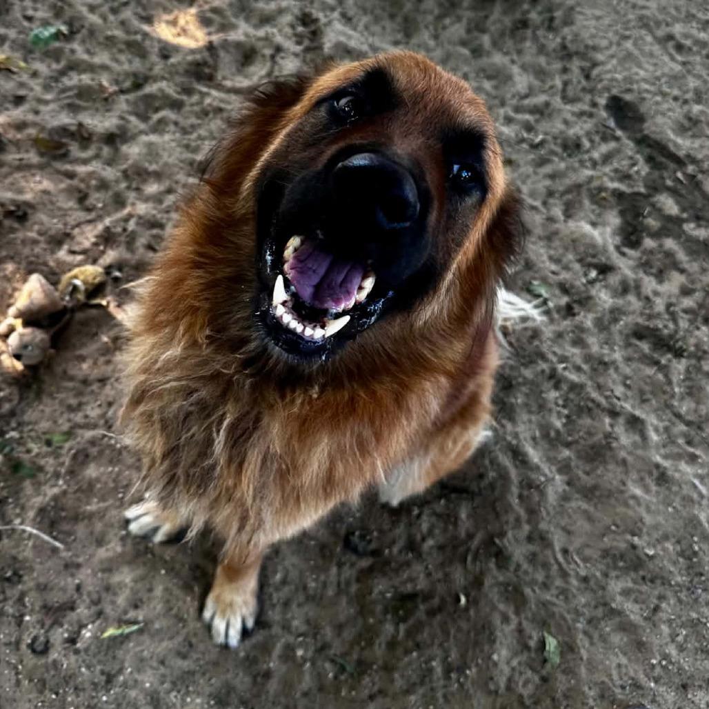 Maverick