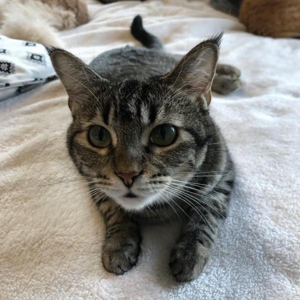 Tia