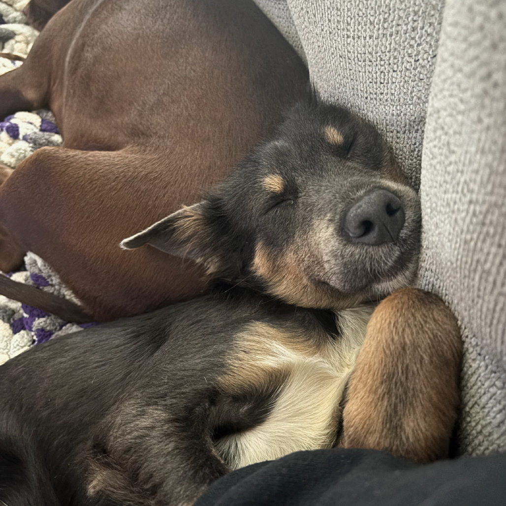 Willow