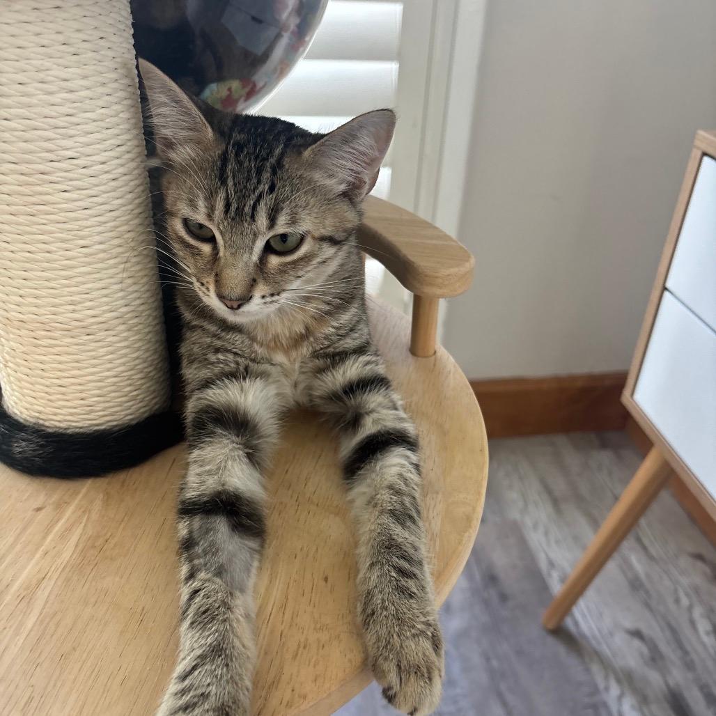 Solstice (cat cafe adoption)