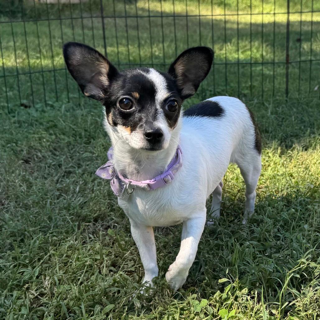 Darcy Claire