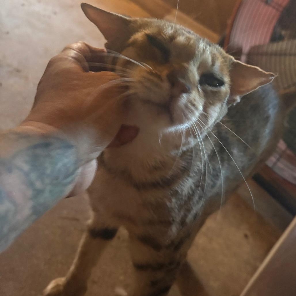 Catniss 