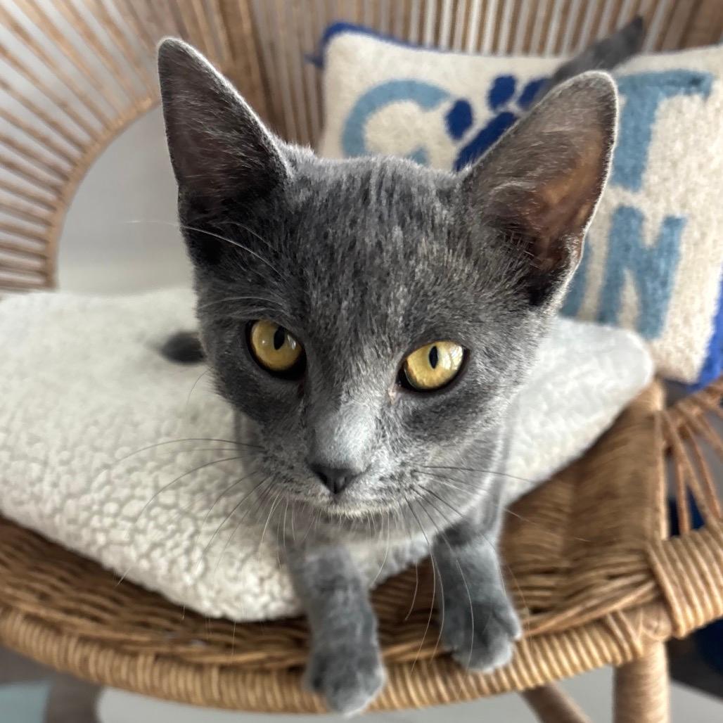 Zenith (cat cafe adoption)