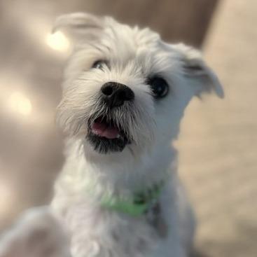 Chester
