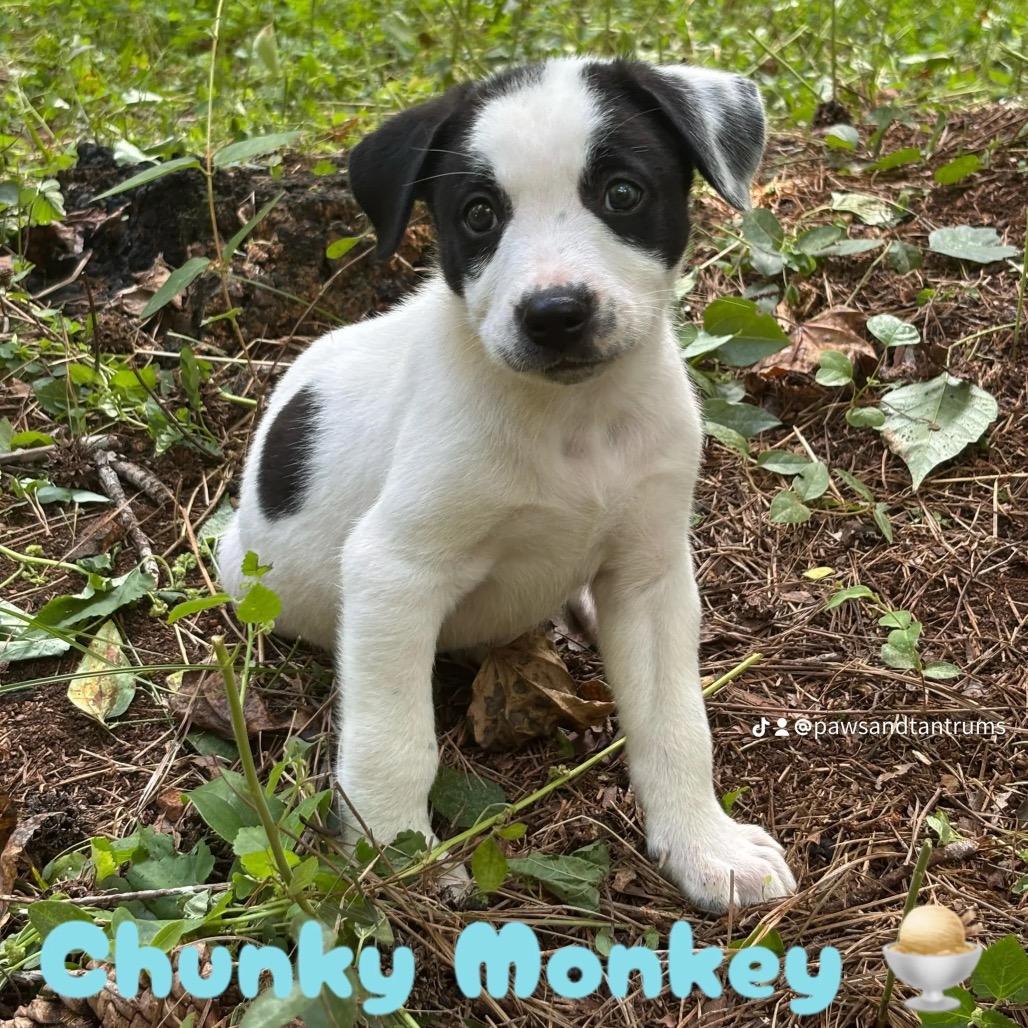 Chunky Monkey