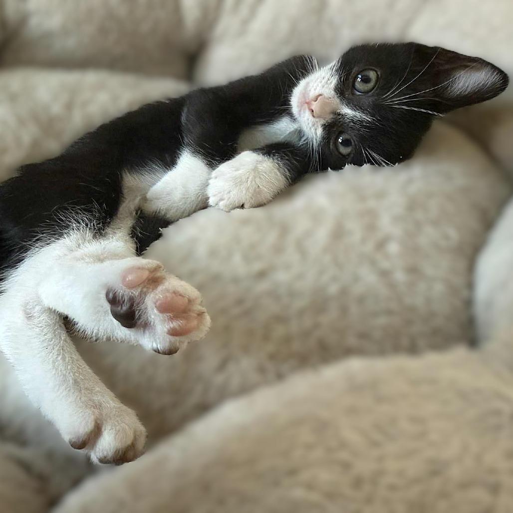 Baby Boo