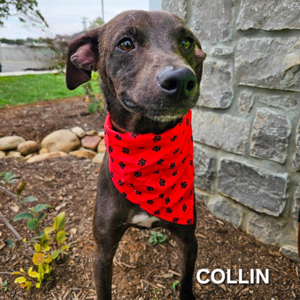 Collin