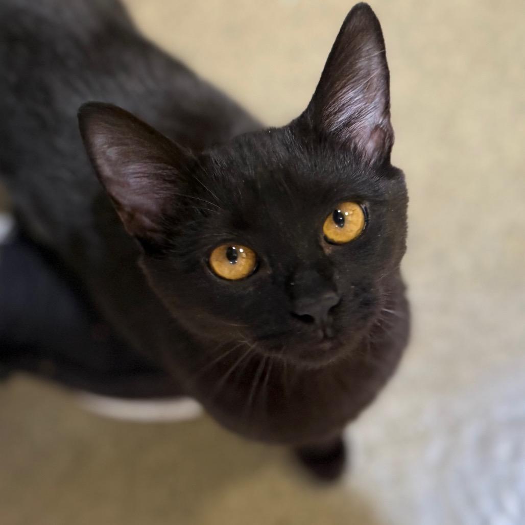 Simone