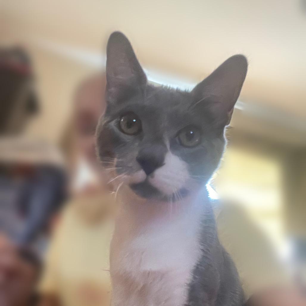Leonardo