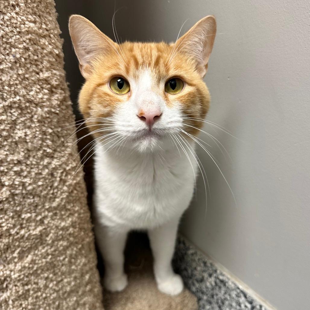Simba