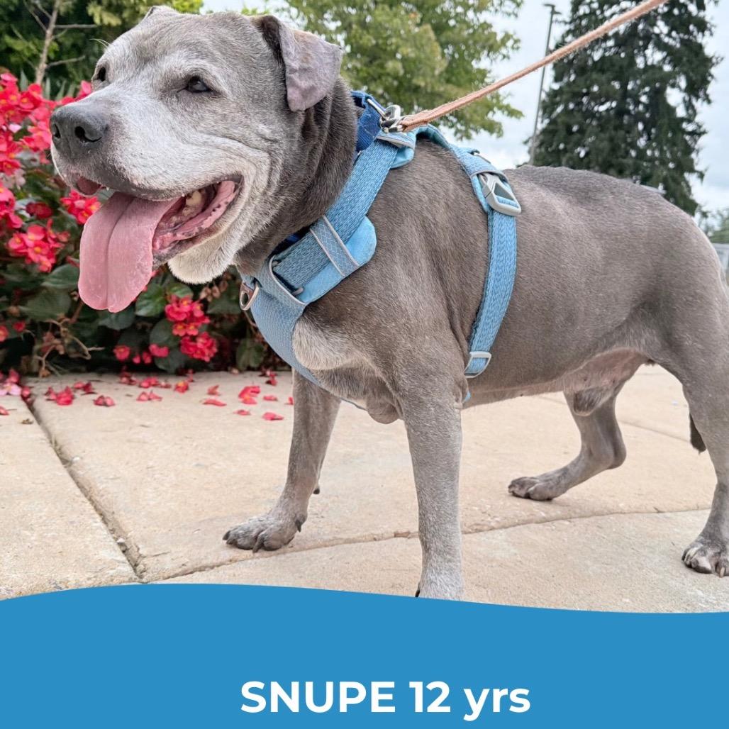 Snupe