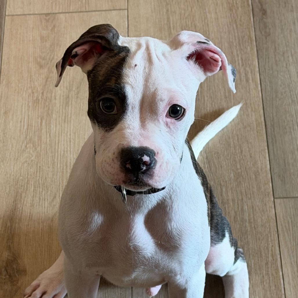 Baxter