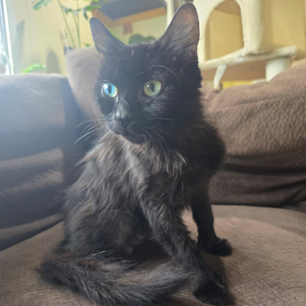 Bayla