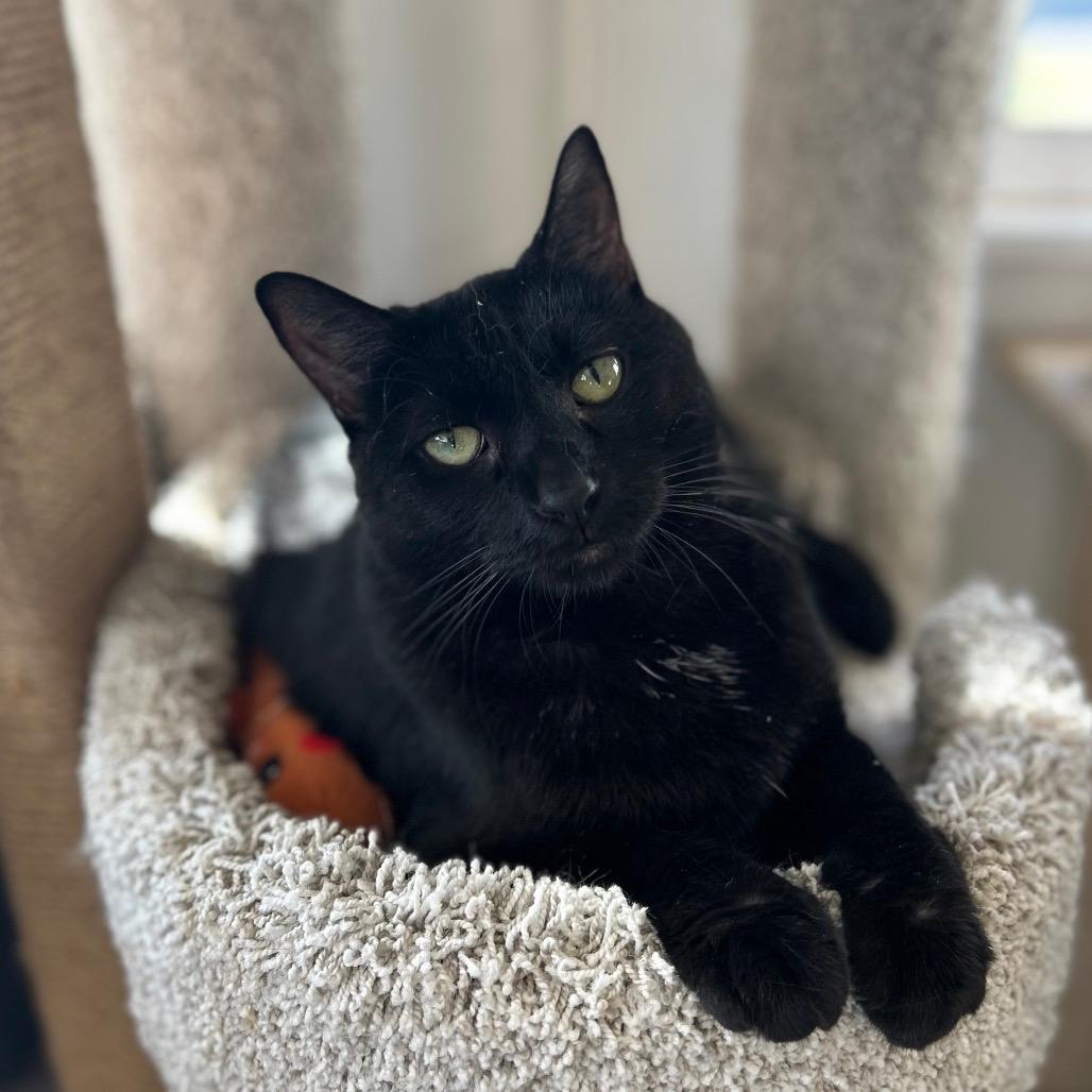 Nyx FKA Nala