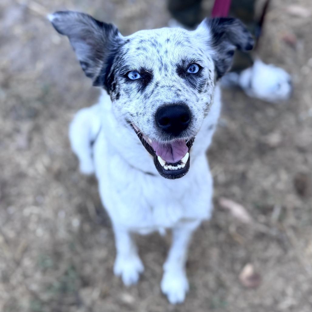 Daisy