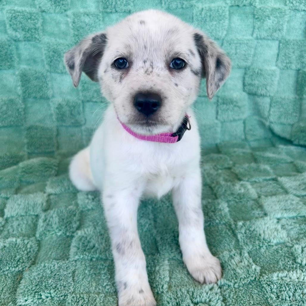 Darla