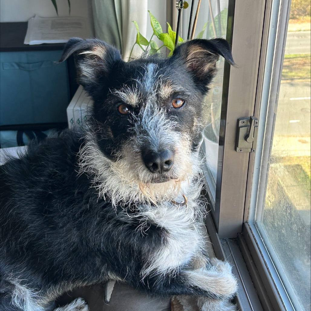 NY/CT Woody (Foster in Brookfield)