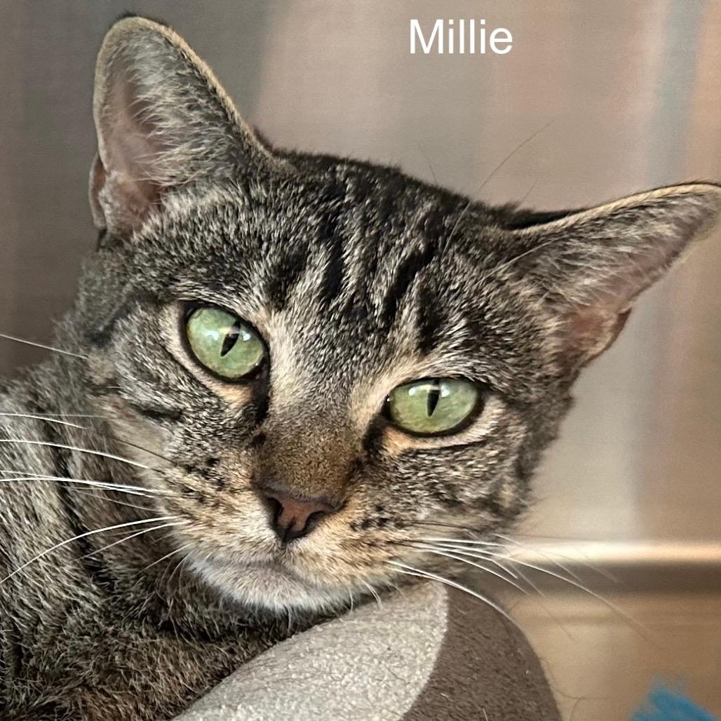 Millie